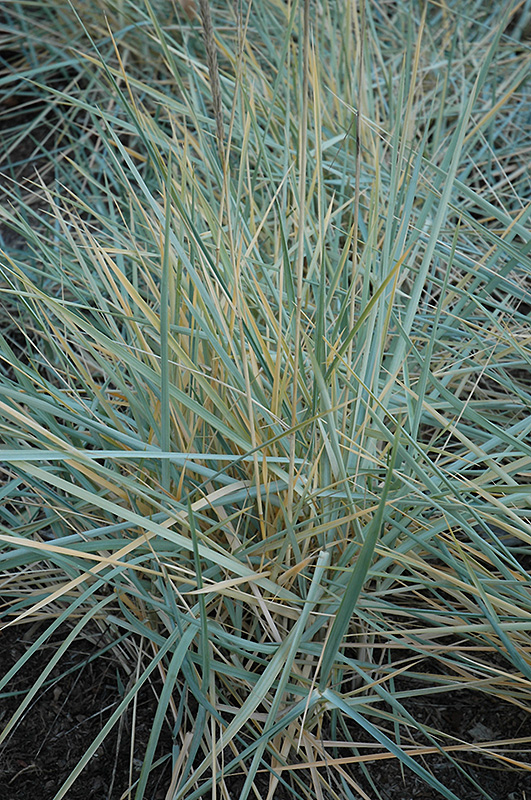 Blue Dune Lyme Grass (Leymus arenarius 'Blue Dune') at TLC Garden Centers
