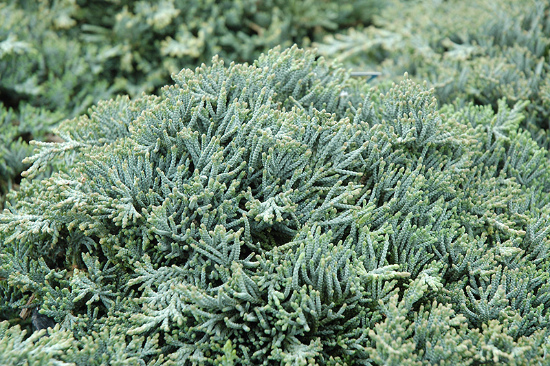 Icee Blue Juniper (Juniperus horizontalis 'Icee Blue') at TLC Garden Centers