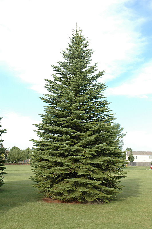 Colorado Spruce (Picea pungens) at TLC Garden Centers