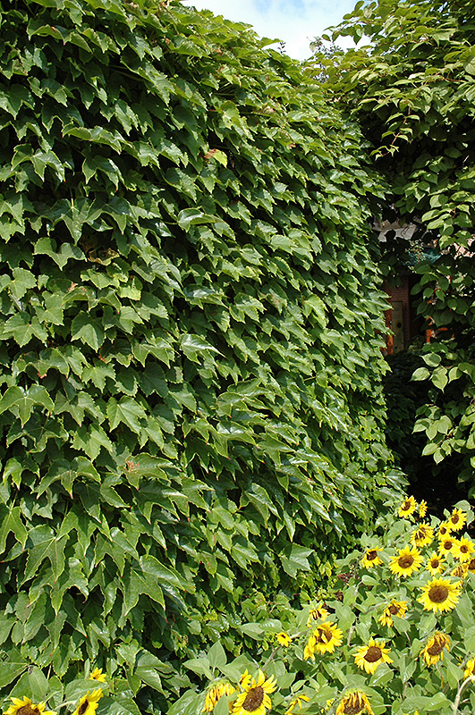 Boston Ivy (Parthenocissus tricuspidata) at TLC Garden Centers