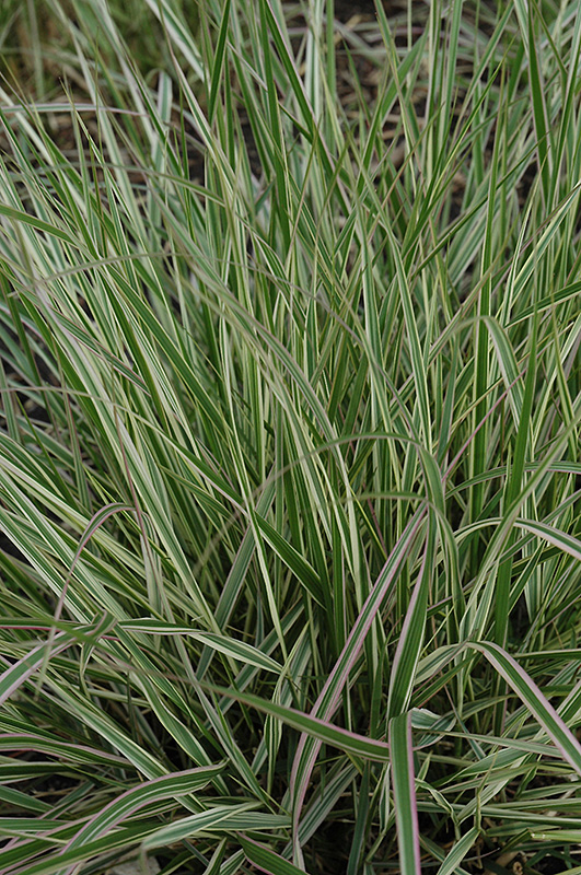 Variegated Reed Grass (Calamagrostis x acutiflora 'Overdam') at TLC Garden Centers