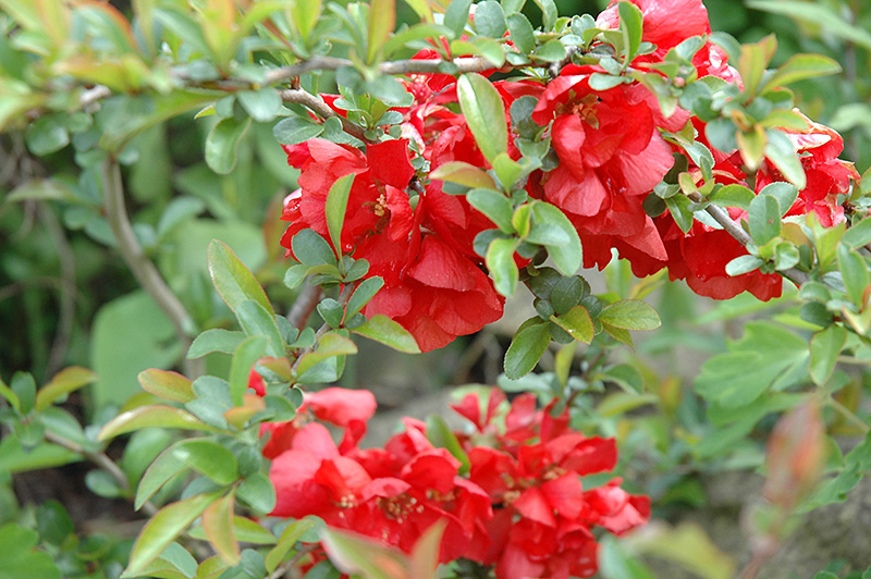 Texas Scarlet Flowering Quince (Chaenomeles speciosa 'Texas Scarlet') at TLC Garden Centers