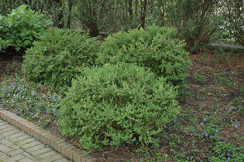 Wintergreen Boxwood (Buxus microphylla 'Wintergreen') at TLC Garden Centers