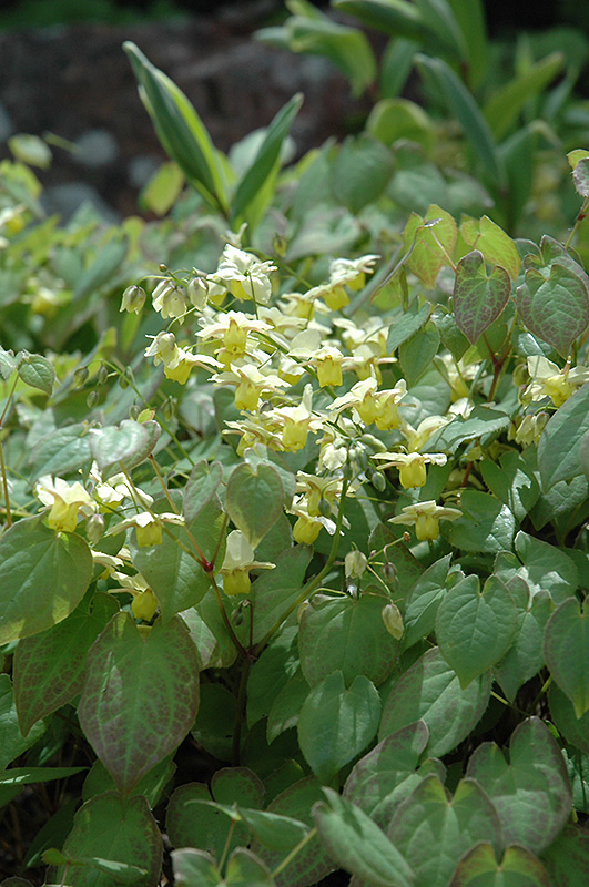 Yellow Barrenwort (Epimedium x versicolor 'Sulphureum') at TLC Garden Centers