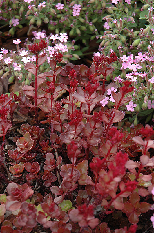 Red Carpet Stonecrop (Sedum spurium 'Red Carpet') at TLC Garden Centers