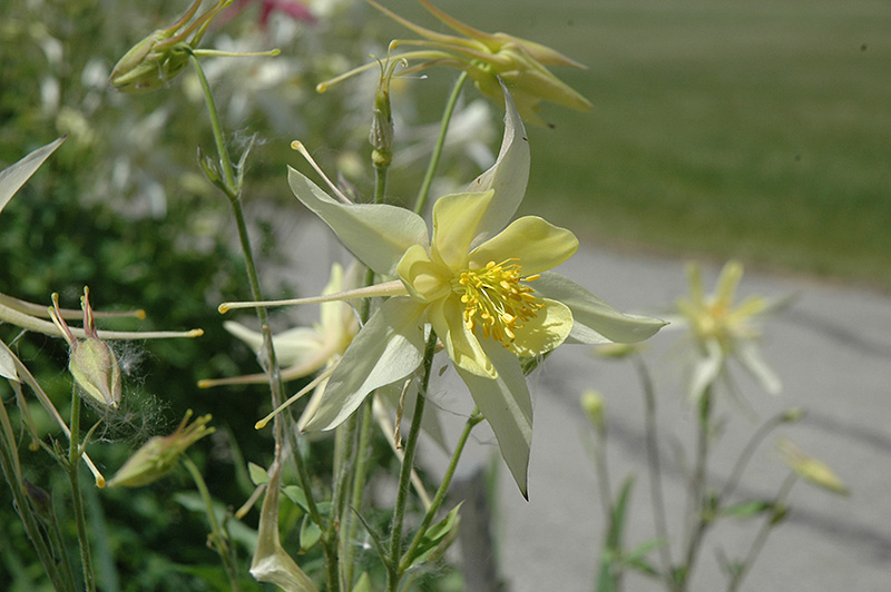 Yellow Queen Columbine (Aquilegia chrysantha 'Yellow Queen') at TLC Garden Centers