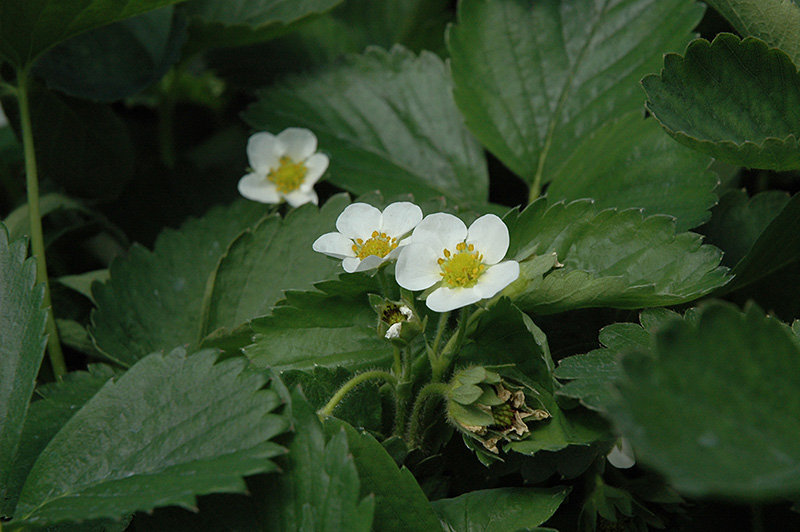 Everbearing Strawberry (Fragaria 'Everbearing') at TLC Garden Centers