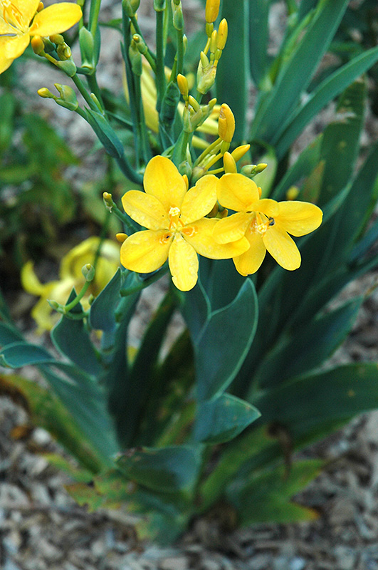 Hello Yellow Blackberry Lily (Iris domestica 'Hello Yellow') at TLC Garden Centers
