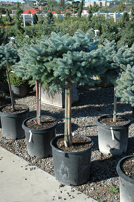 Globe Blue Spruce (tree form) (Picea pungens 'Globosa (tree form)') at TLC Garden Centers