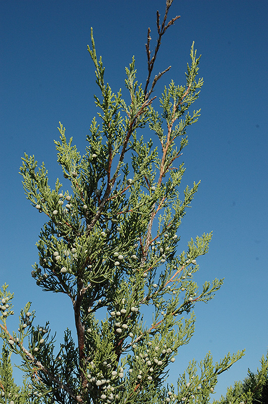 Hetz Columnar Juniper (Juniperus chinensis 'Hetz Columnar') at TLC Garden Centers