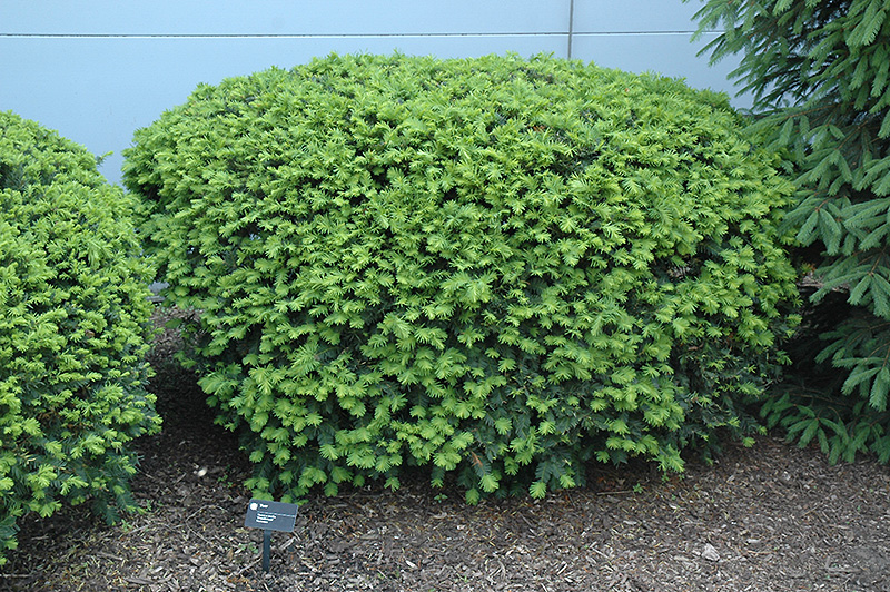Densiformis Yew (Taxus x media 'Densiformis') at TLC Garden Centers