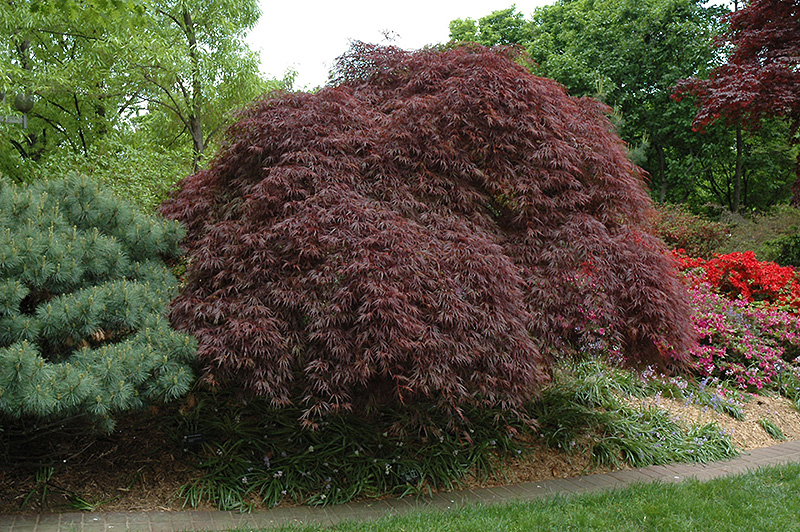 Red Select Cutleaf Japanese Maple (Acer palmatum 'Dissectum Red Select') at TLC Garden Centers