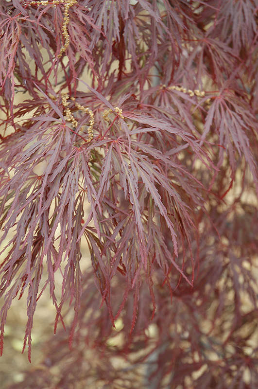 Garnet Cutleaf Japanese Maple (Acer palmatum 'Garnet') at TLC Garden Centers