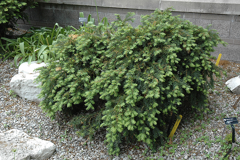 Dwarf Japanese Plum Yew (Cephalotaxus harringtonia 'Nana') at TLC Garden Centers