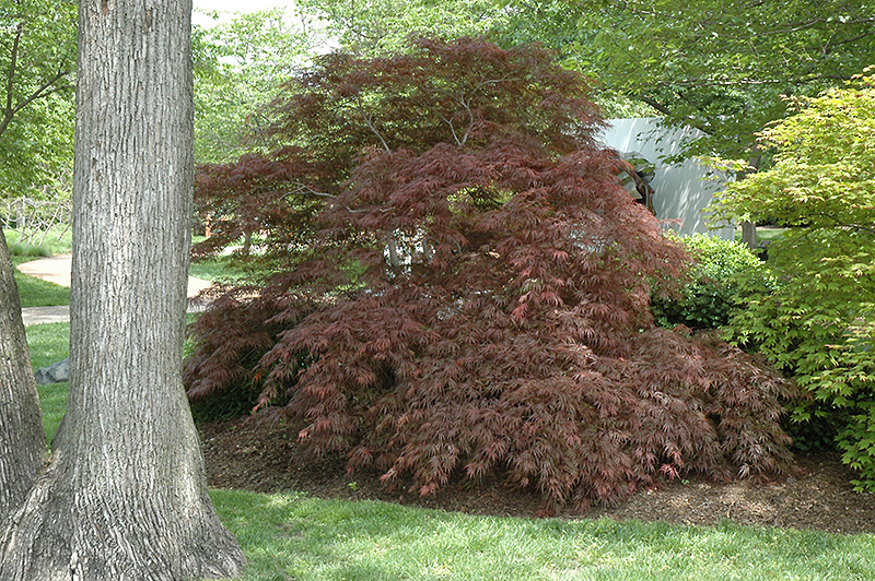 Garnet Cutleaf Japanese Maple (Acer palmatum 'Garnet') at TLC Garden Centers