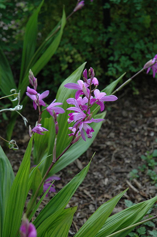 Lavender Japanese Hyacinth Orchid (Bletilla striata) at TLC Garden Centers