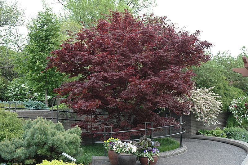 Bloodgood Japanese Maple (Acer palmatum 'Bloodgood') at TLC Garden Centers