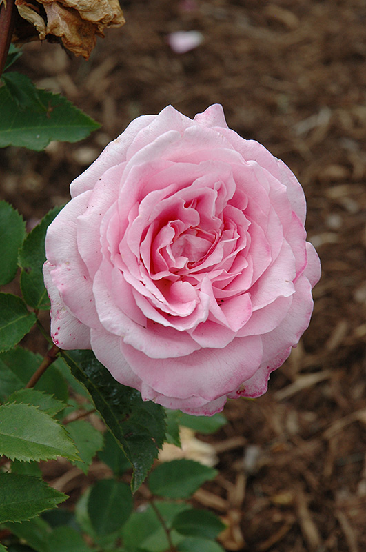 Belinda's Dream Rose (Rosa 'Belinda's Dream') at TLC Garden Centers