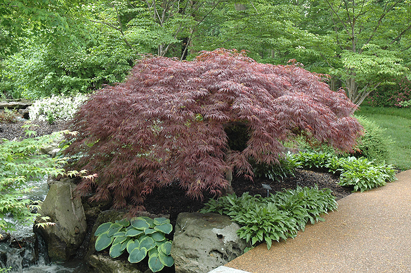 Red Select Japanese Maple (Acer palmatum 'Red Select') at TLC Garden Centers