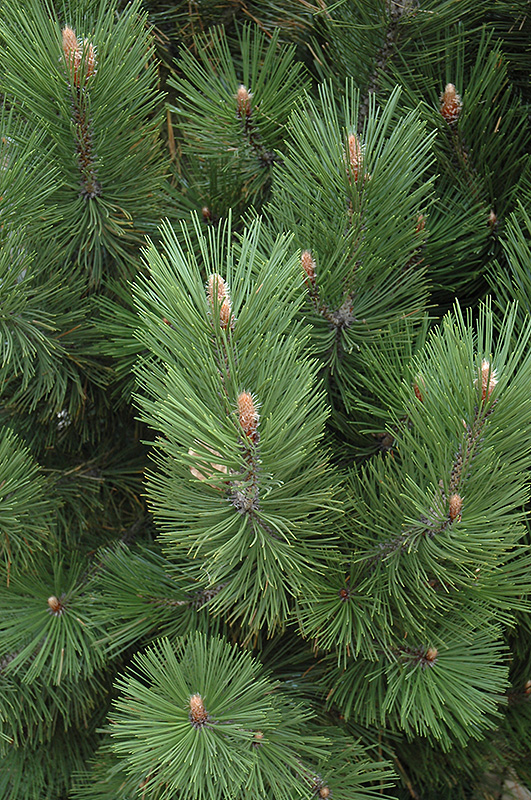 Emerald Arrow Bosnian Pine (Pinus heldreichii 'Emerald Arrow') at TLC Garden Centers