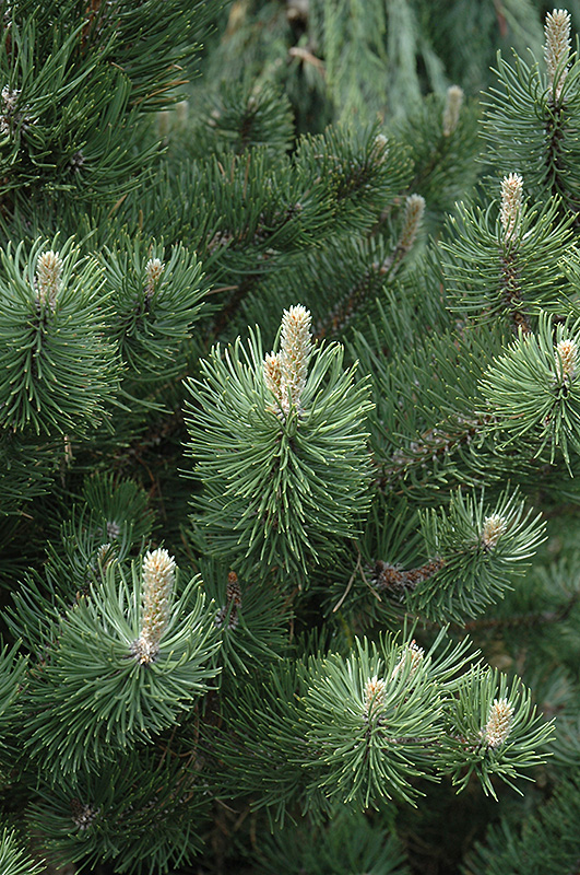 Oregon Green Austrian Pine (Pinus nigra 'Oregon Green') at TLC Garden Centers