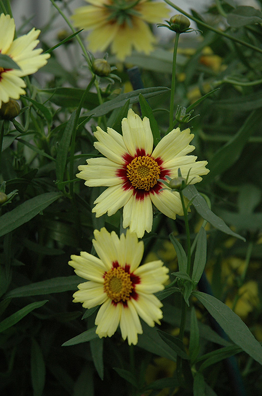 Red Shift Tickseed (Coreopsis 'Red Shift') at TLC Garden Centers