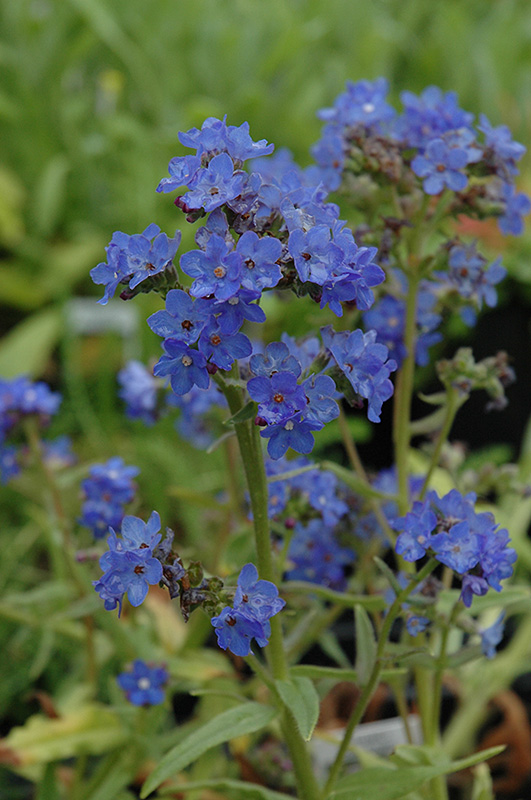Blue Angel Summer Forget-Me-Not (Anchusa capensis 'Blue Angel') at TLC Garden Centers