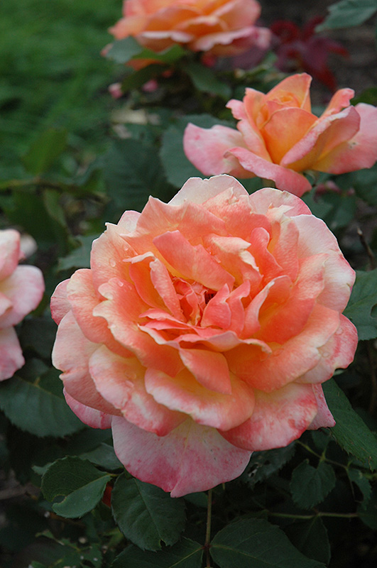 Tahitian Sunset Rose (Rosa 'Tahitian Sunset') at TLC Garden Centers