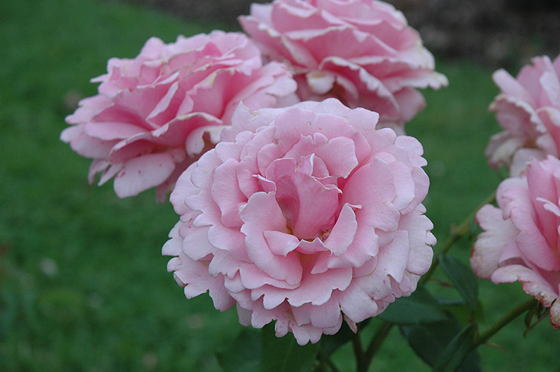 Memorial Day Rose (Rosa 'Memorial Day') at TLC Garden Centers