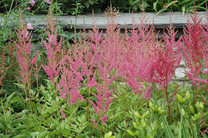 Visions in Pink Chinese Astilbe (Astilbe chinensis 'Visions in Pink') at TLC Garden Centers