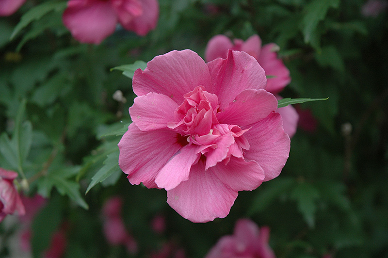 Lucy Rose Of Sharon (Hibiscus syriacus 'Lucy') at TLC Garden Centers