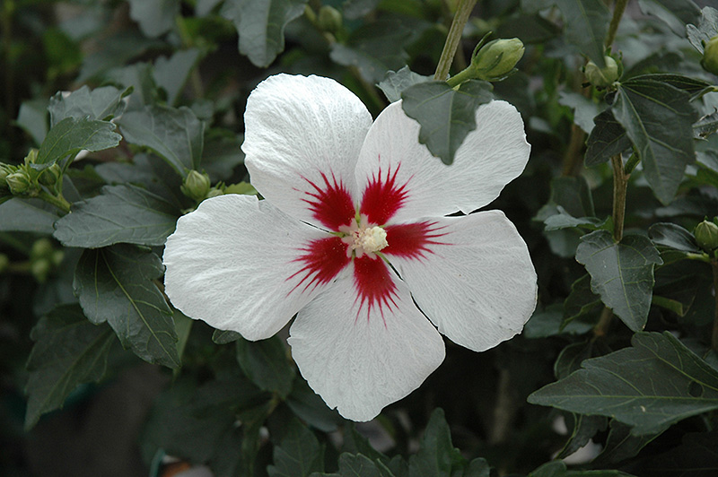 Lil' Kim Rose of Sharon (Hibiscus syriacus 'Antong Two') at TLC Garden Centers