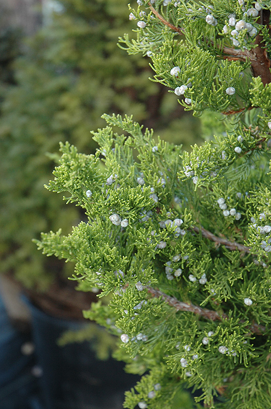 Hollywood Juniper (Juniperus chinensis 'Torulosa') at TLC Garden Centers