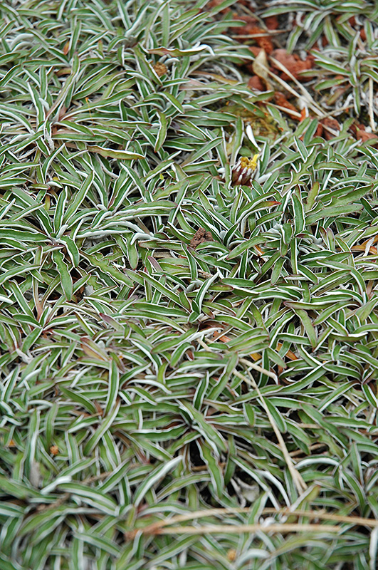 Silver Carpet (Dymondia margaretae) at TLC Garden Centers
