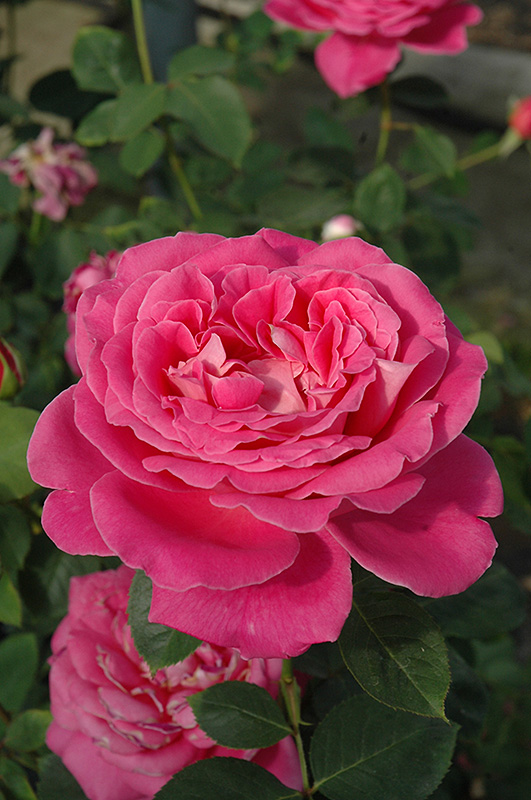 Pink Peace Rose (Rosa 'Pink Peace') at TLC Garden Centers