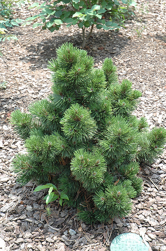 Irish Bell Bosnian Pine (Pinus heldreichii 'Irish Bell') at TLC Garden Centers
