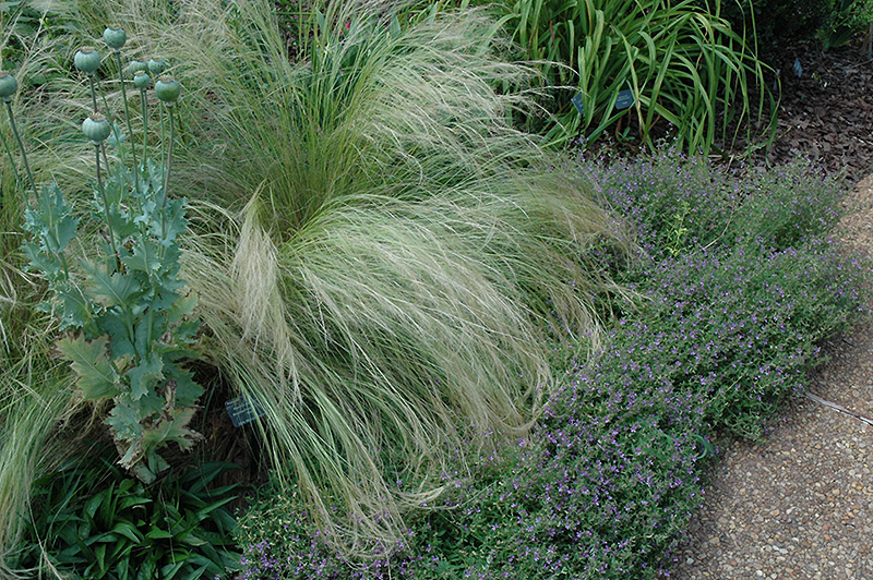 Mexican Feather Grass (Nassella tenuissima) at TLC Garden Centers
