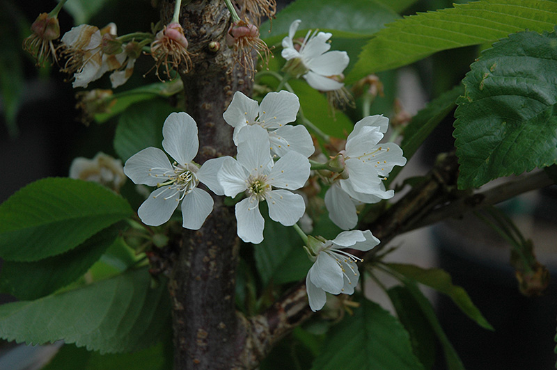 Rainier Cherry (Prunus avium 'Rainier') at TLC Garden Centers