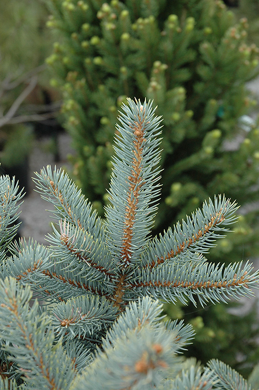 Bakeri Blue Spruce (Picea pungens 'Bakeri') at TLC Garden Centers