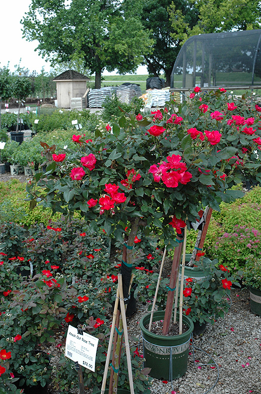 Knock Out Rose Tree (Rosa 'Radrazz') at TLC Garden Centers