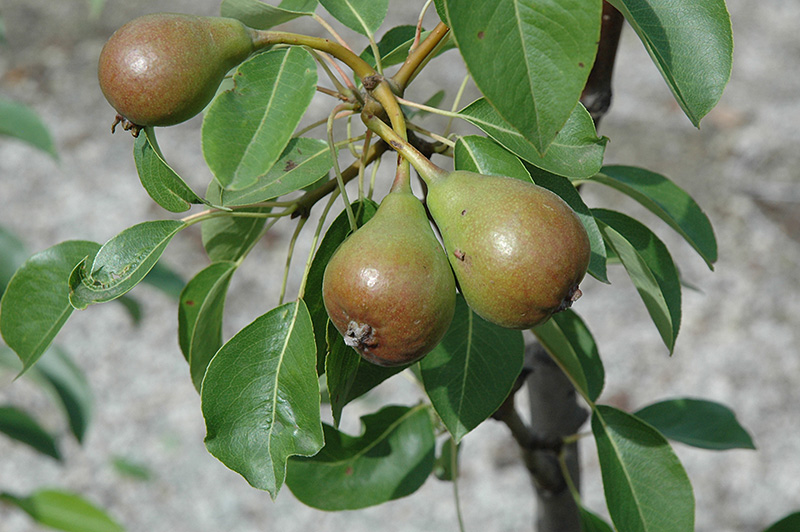 Moonglow Pear (Pyrus communis 'Moonglow') at TLC Garden Centers