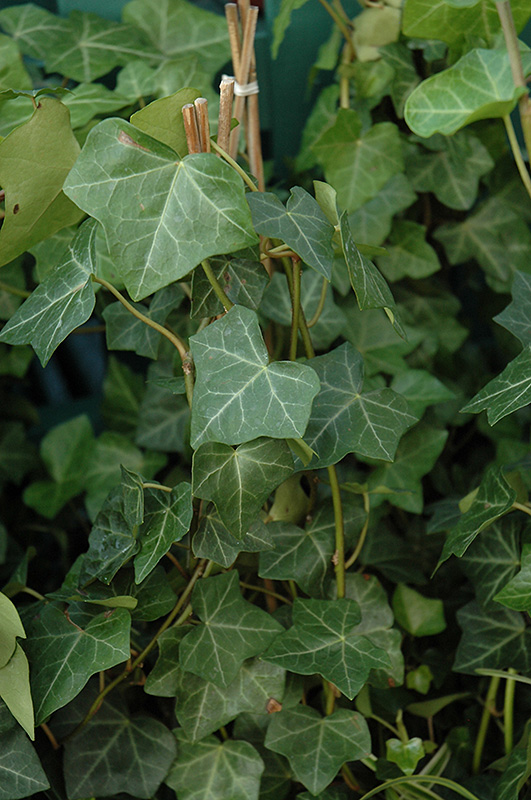 Thorndale Ivy (Hedera helix 'Thorndale') at TLC Garden Centers