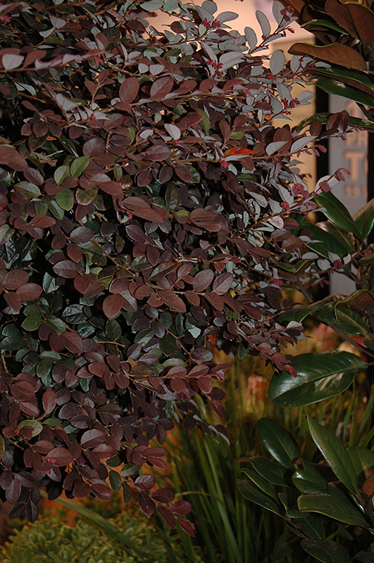 Purple Diamond Fringeflower (Loropetalum chinense 'Shang-hi') at TLC Garden Centers