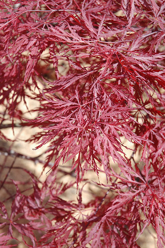 Red Dragon Japanese Maple (Acer palmatum 'Red Dragon') at TLC Garden Centers