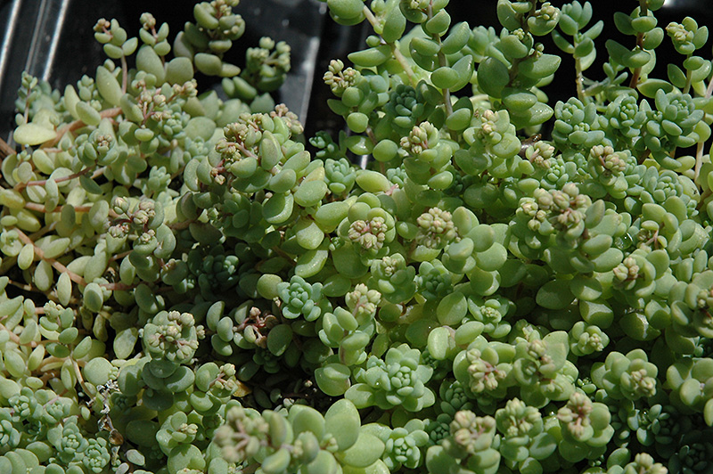 Corsican Stonecrop (Sedum dasyphyllum 'var. major') at TLC Garden Centers