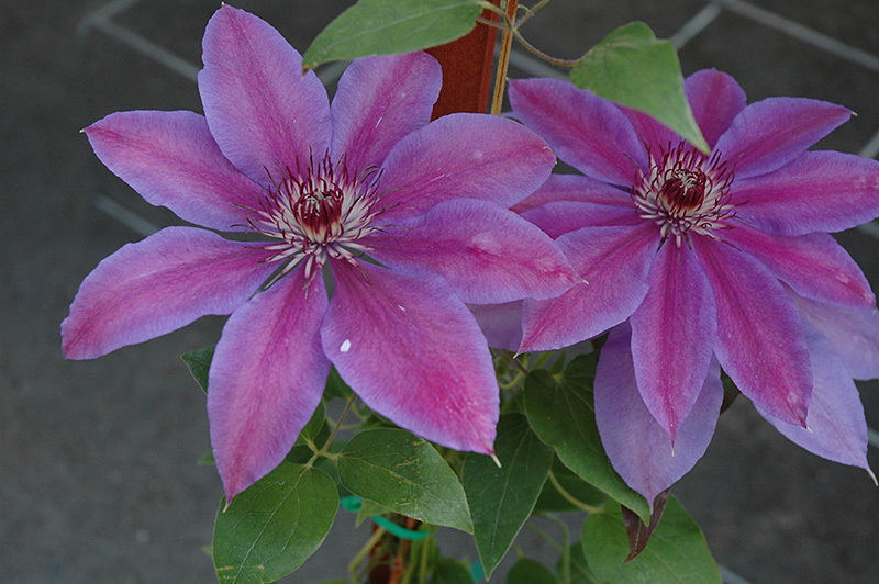Vancouver Starry Nights Clematis (Clematis 'Vancouver Starry Nights') at TLC Garden Centers