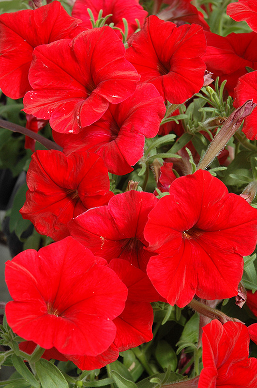 Madness Red Petunia (Petunia 'Madness Red') at TLC Garden Centers