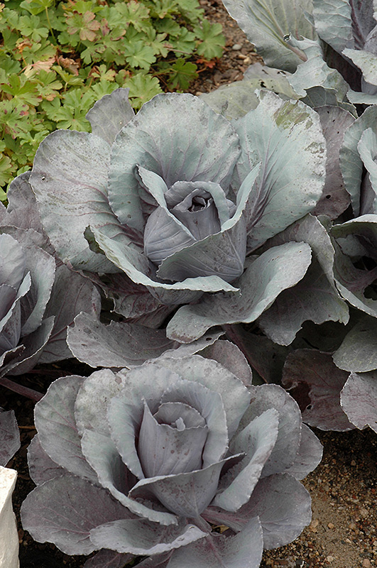 Ruby Perfection Red Cabbage (Brassica oleracea var. capitata 'Ruby Perfection') at TLC Garden Centers
