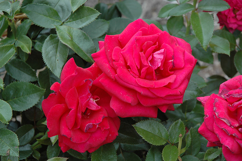 Lasting Love Rose (Rosa 'Lasting Love') at TLC Garden Centers