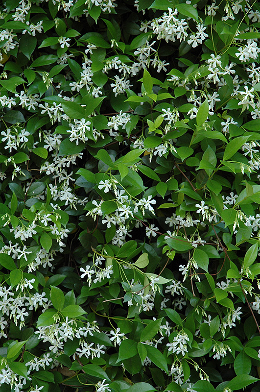 Confederate Star-Jasmine (Trachelospermum jasminoides) at TLC Garden Centers